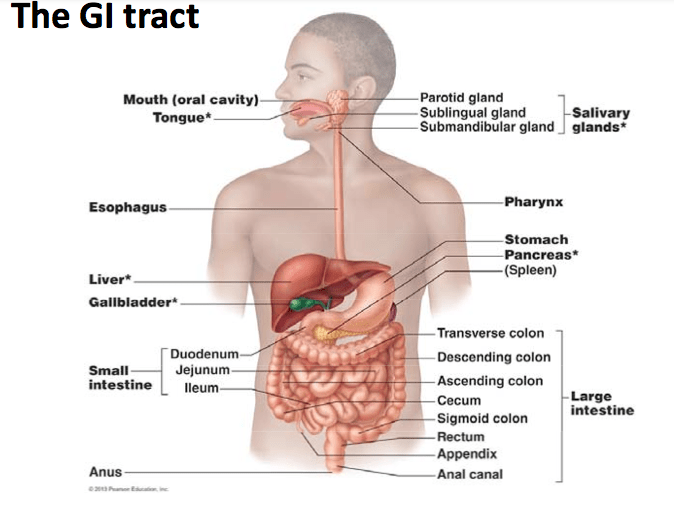 Inflammatory Bowel Disease - Gastrointestinal (Gi) Tract