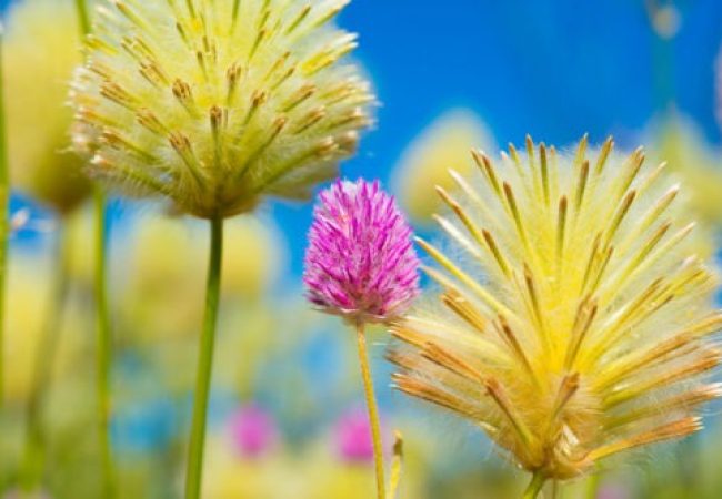 14334871246_828b274e4b_z